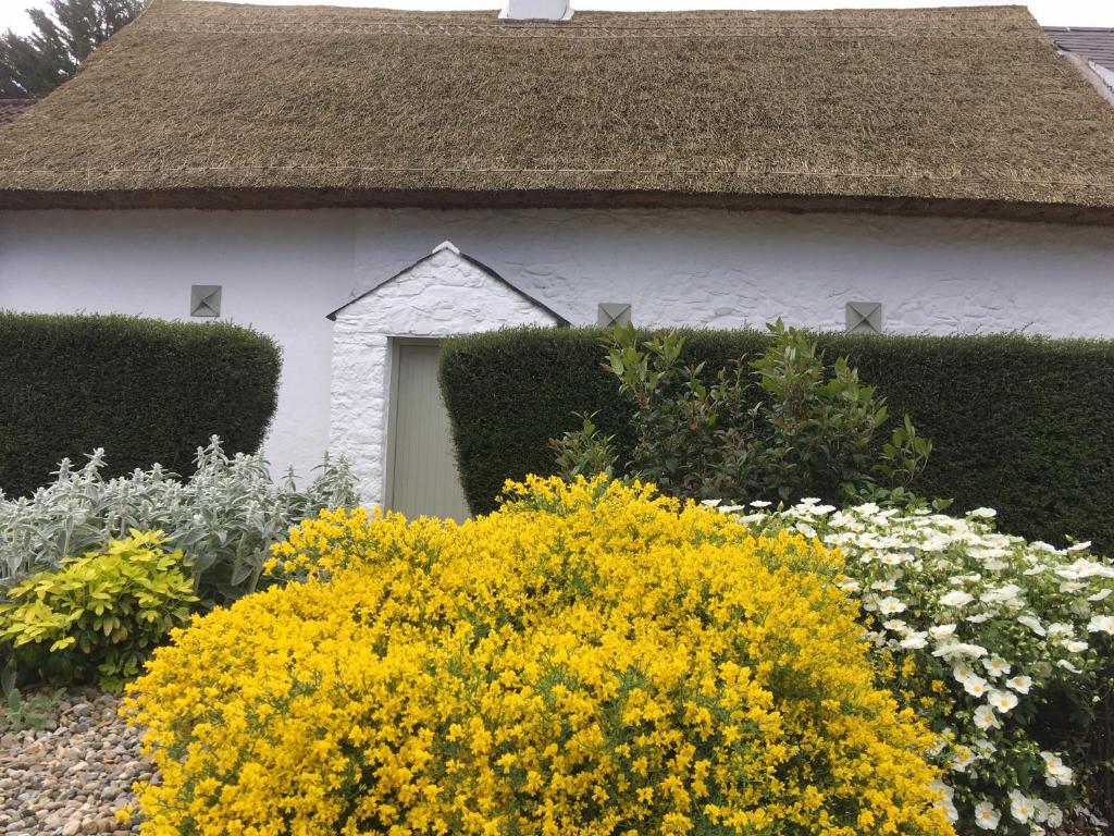 Connells House Thatched Cottage في Duleek: البيت الأبيض مع الزهور الصفراء أمامه