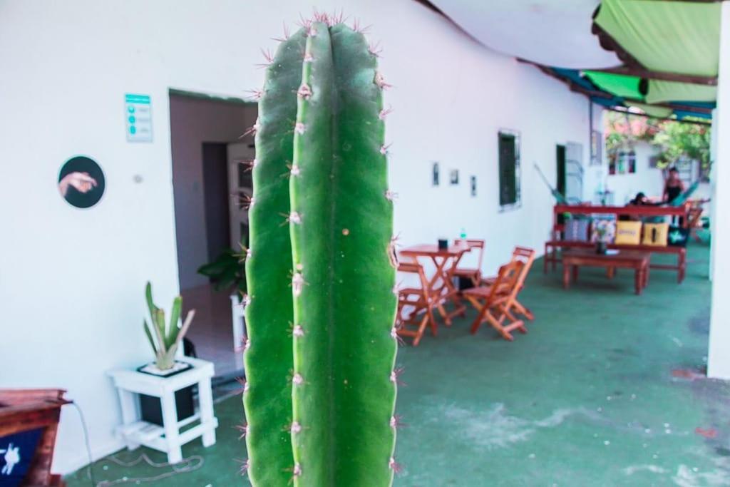 a large green cactus in the middle of a patio at Hostel mineiros in Aracaju
