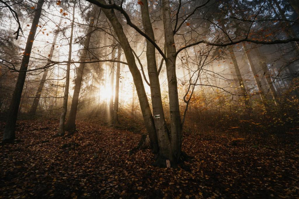 Fotografie z fotogalerie ubytování Apartmány Pod Kopcem - Monínec v destinaci Moninec