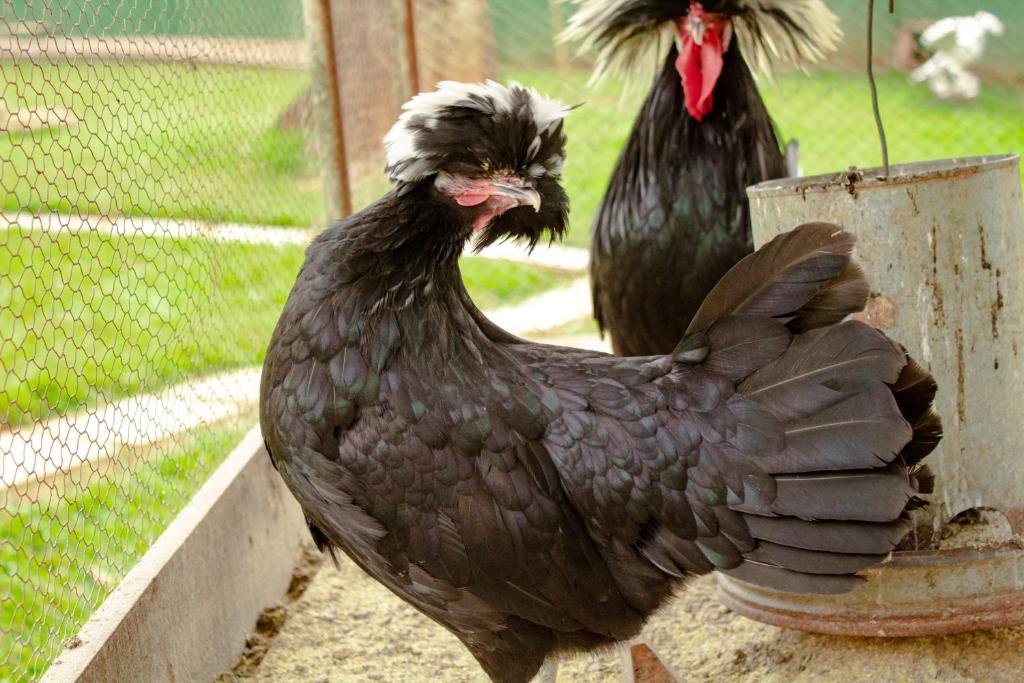  Hotel Fazenda Vale Amanhecer