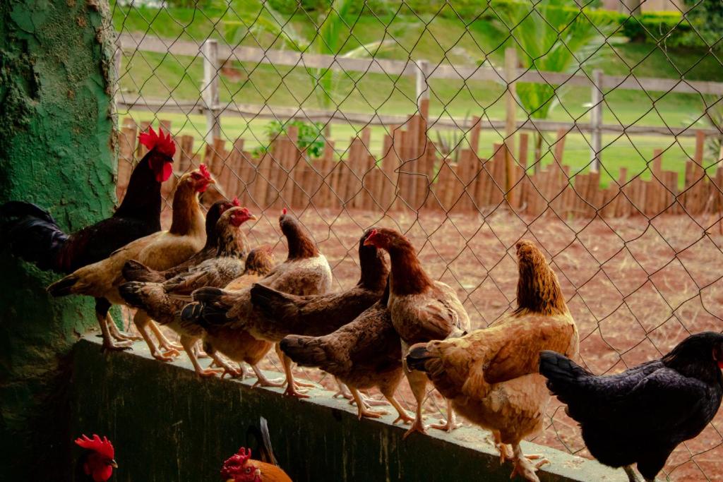  Hotel Fazenda Vale Amanhecer