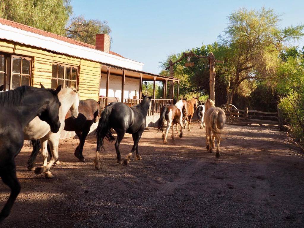 una mandria di cavalli che corrono davanti a un edificio di Lodge Atacama Horse a San Pedro de Atacama