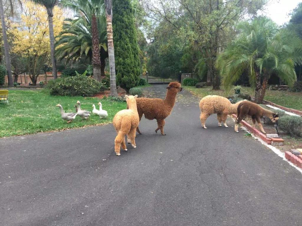 a group of sheep standing on a road with ducks at Will's Wonderland B&B & Farmstay in Olinda