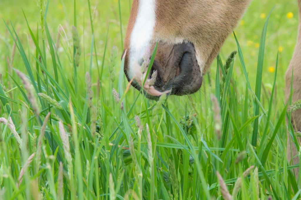un caballo marrón y blanco comiendo hierba en un campo en Ranch Marina, en Koče