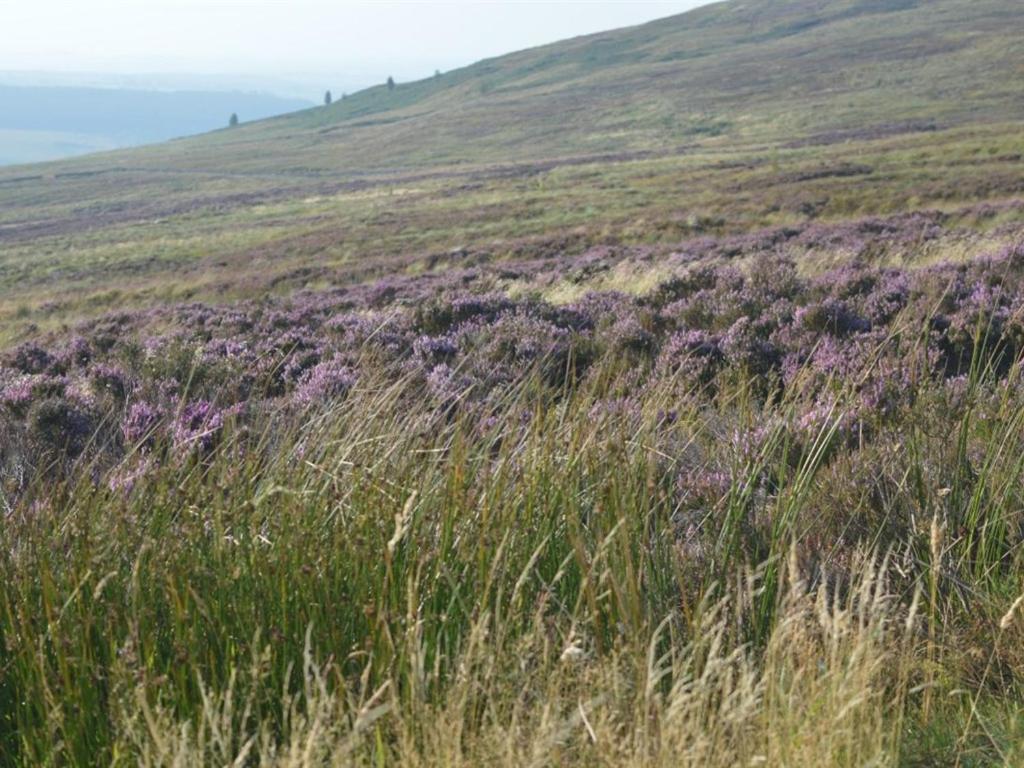 Border House B&B (Reino Unido Langholm)