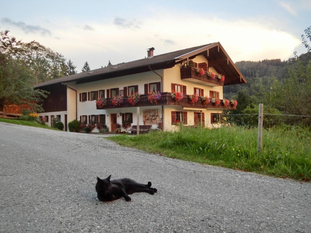 un gato negro tirado en la carretera frente a una casa en Weberhof, en Samerberg