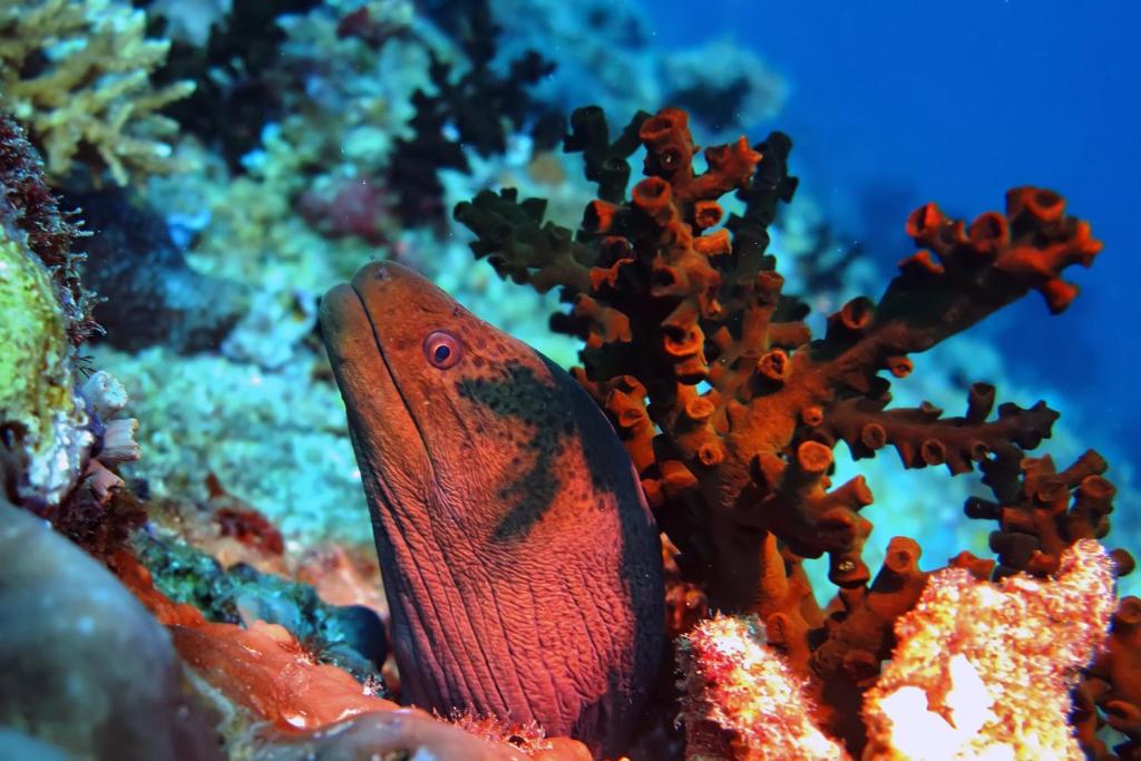a clown fish on a coral reef at Kaani Beach Hotel in Maafushi
