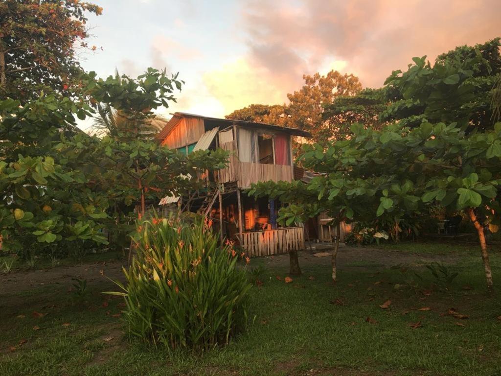 a house in the middle of a yard with trees at Miguel Surf Camp in Quepos