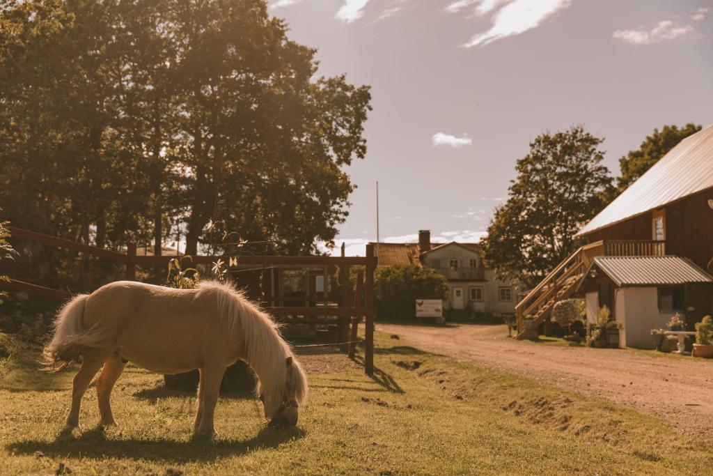 a white horse grazing in the grass next to a barn at Toric Farmlodge in Brastad