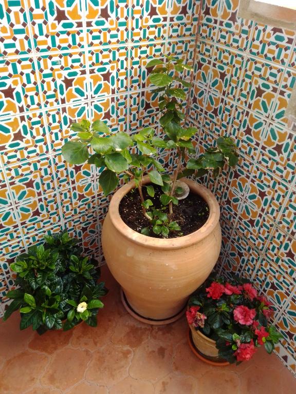 Jardín al aire libre en La Puerta Azul