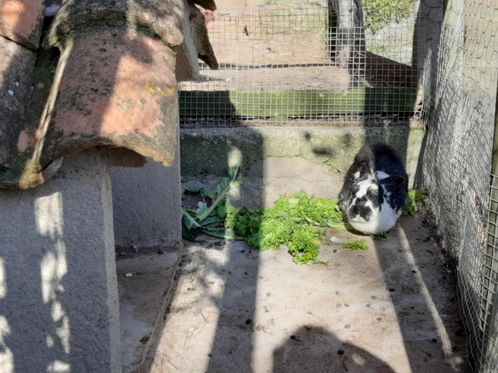 Domácí mazlíčci ubytovaní s hosty v ubytování Casa Rural Mas Pujol