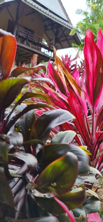 Wooden Hut Koh Kood - 14