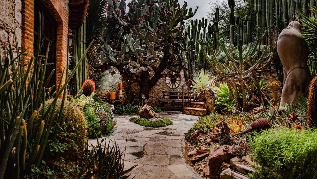 a garden with cacti and plants in a house at Posada de las Minas in Pozos