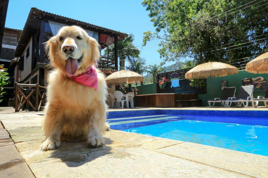 a dog sitting next to a swimming pool at Pousada Pura Vida Maresias in Maresias