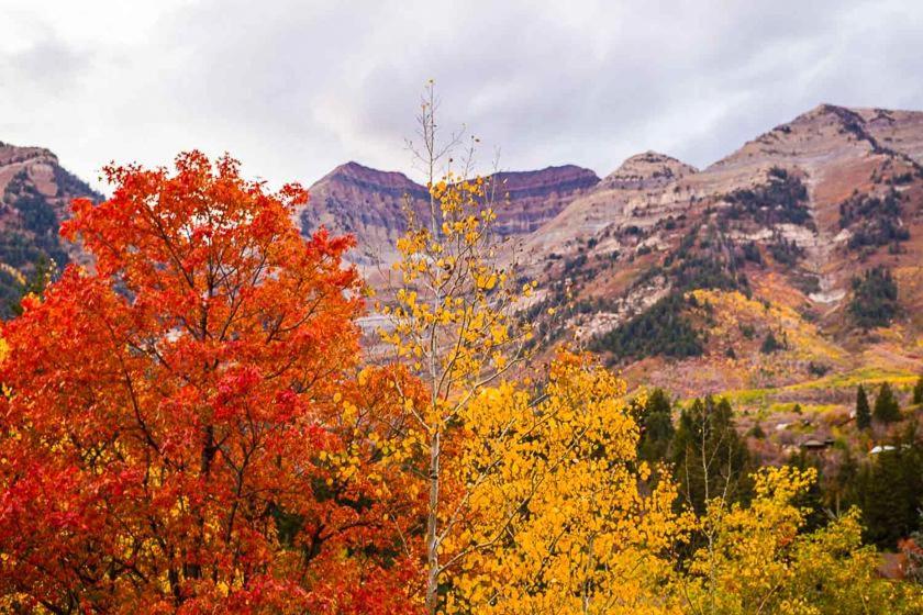 a group of trees with mountains in the background at Treehouse On The Stream Sundance, Utah in Sundance