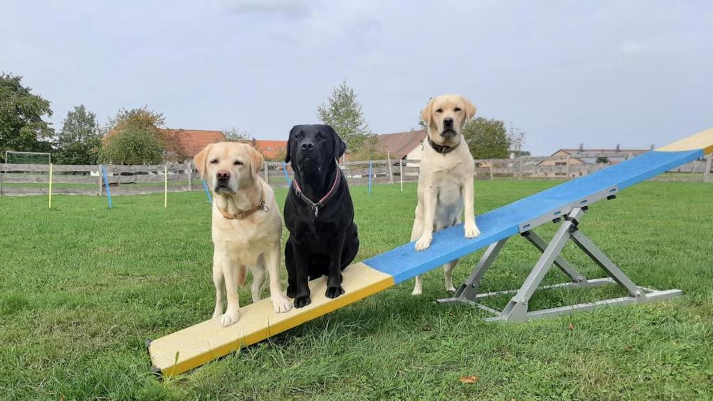 three dogs are standing on a board in a field at Ferienhaus S`bunde Heisle in Blaufelden