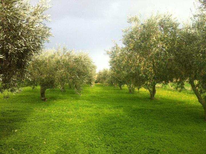 Zahrada ubytování Agriturismo Ridocco