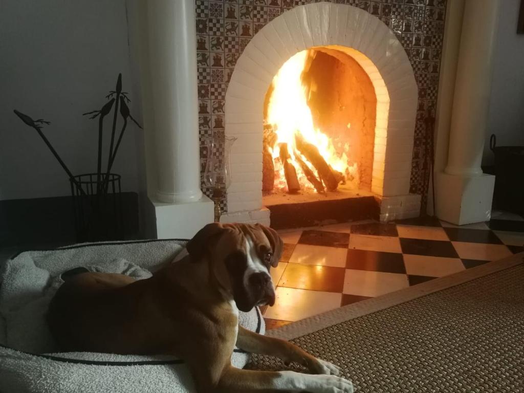 a dog laying on a couch in front of a fireplace at La Casa Grande de Zujaira in Zujaira