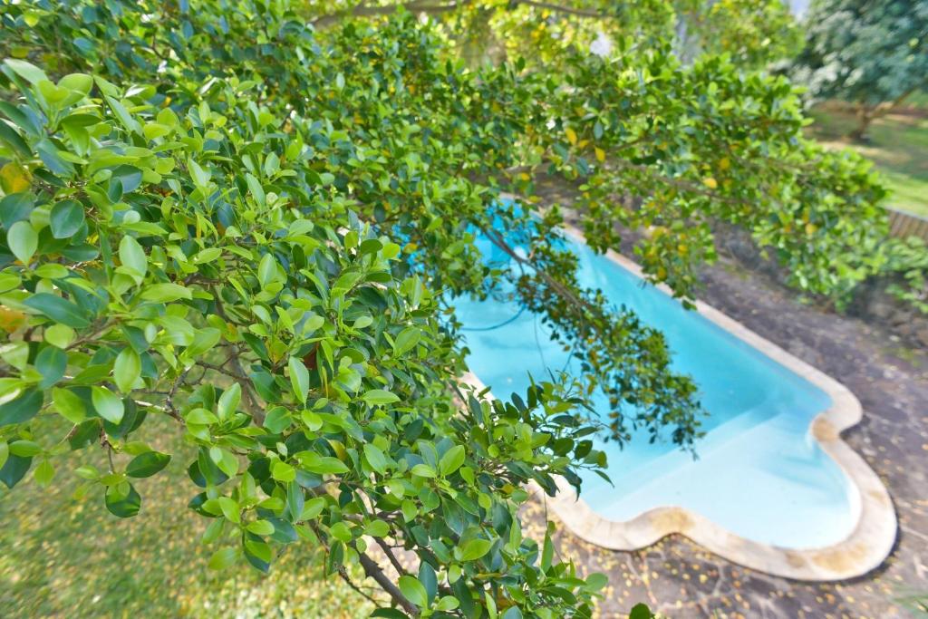 Zahrada ubytování Tree Lodge Mauritius