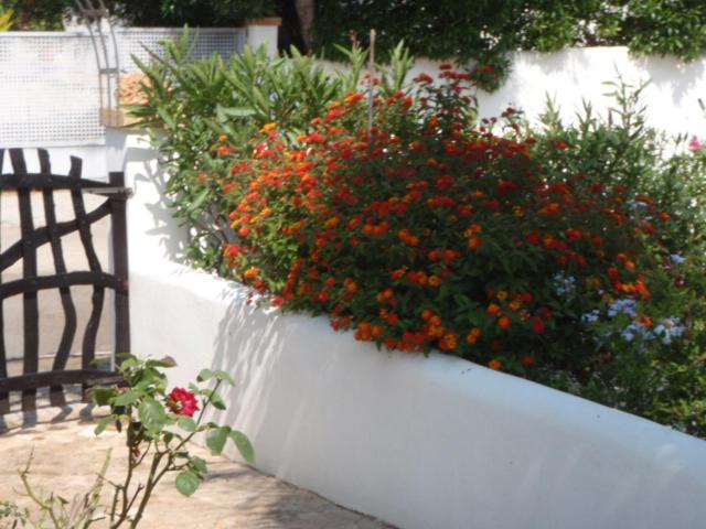 A garden outside carpe Diem