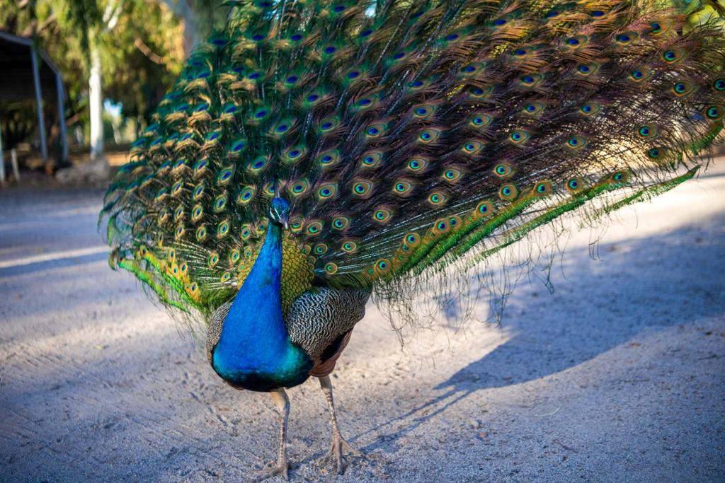 a peacock with its tail open standing on the road at Territory Manor Motel & Caravan Park in Mataranka