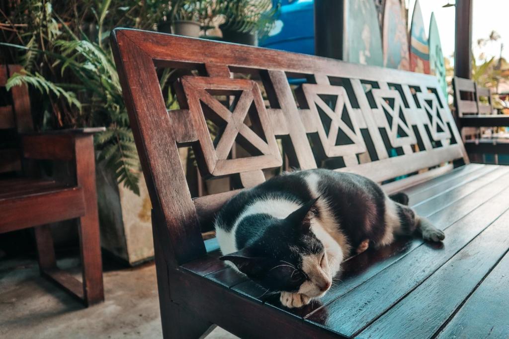 Domácí mazlíčci ubytovaní s hosty v ubytování Baan Rabieng Talay Homestayบ้านระเบียงทะเล โฮมสเตย์เกาะกูด