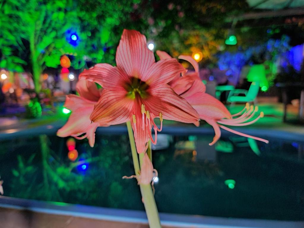  Caribessa Eco House