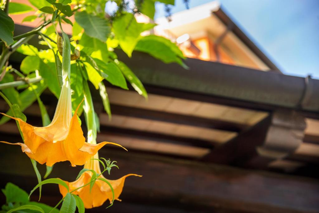Ogród w obiekcie B&B LA GRADINA