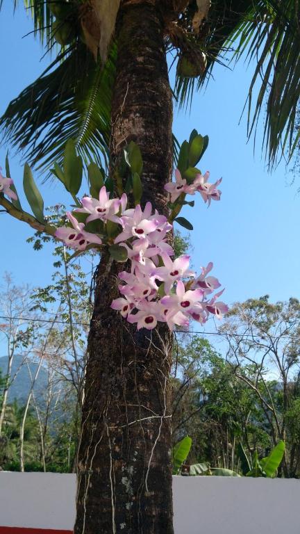 SITIO E POUSADA MANANCIAL