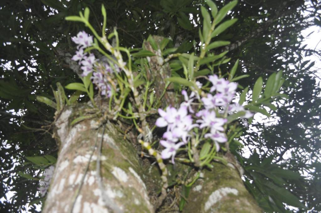  SITIO E POUSADA MANANCIAL