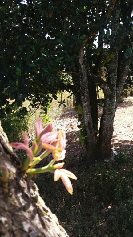  Casinha de Roça - Sítio próximo à Capitólio - micro região do Lago de Furnas