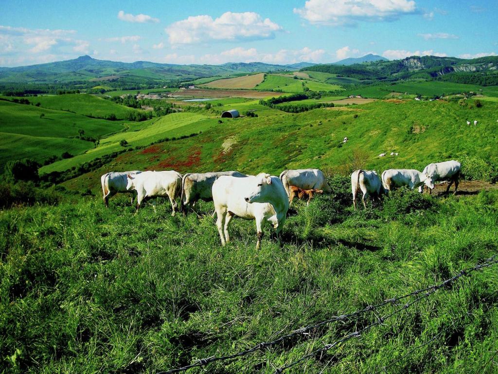 Állatok a nyaralóban vagy a közelben