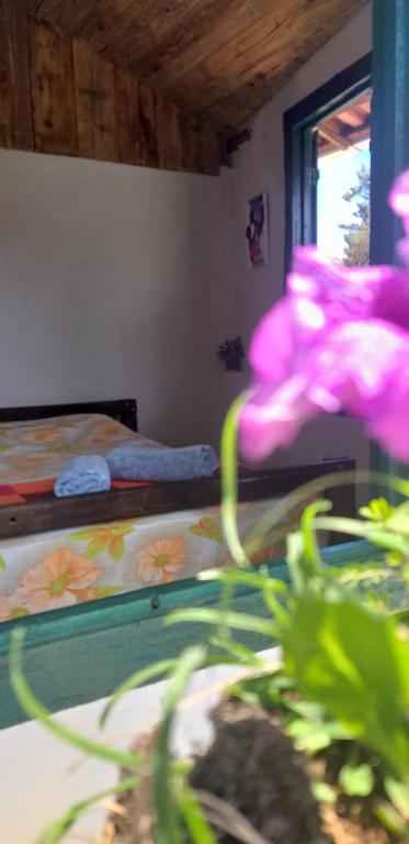  Hostel Pousada Harpia