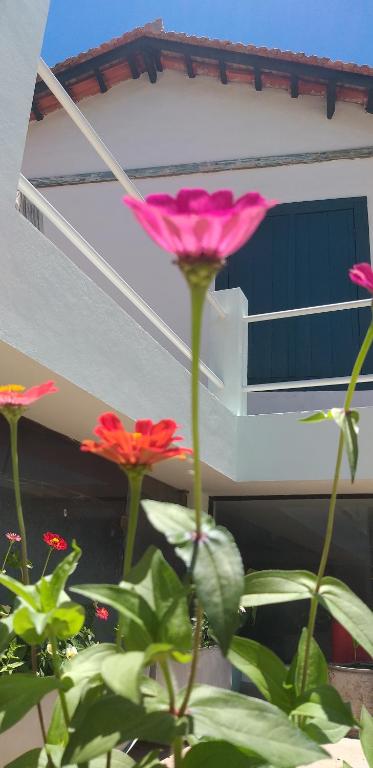  Hostel Pousada Harpia