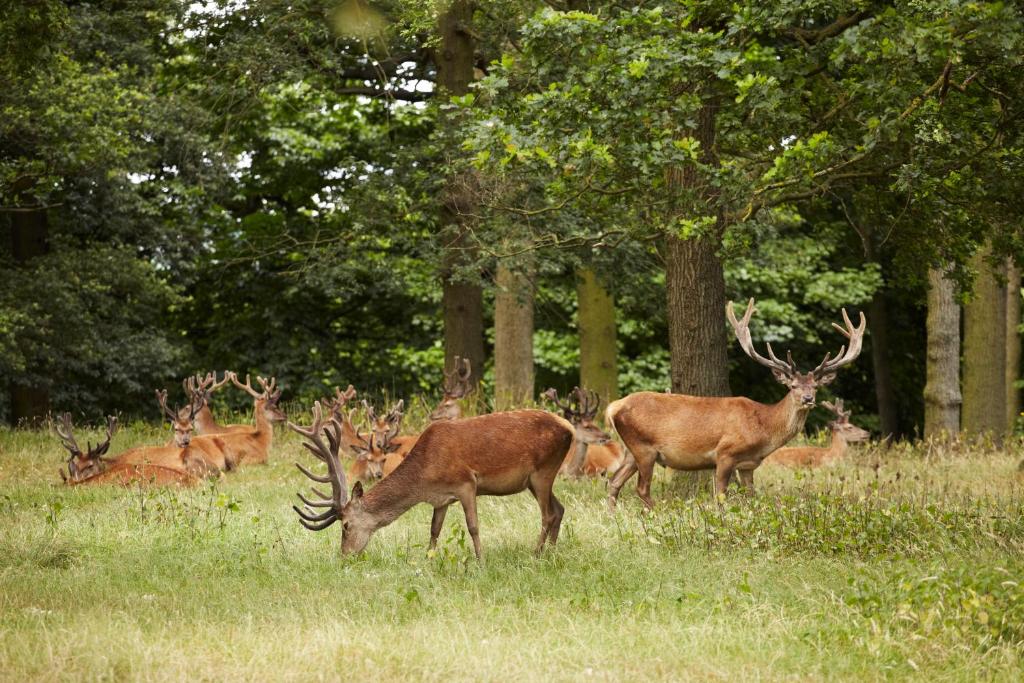 The Victoria - Resim 19