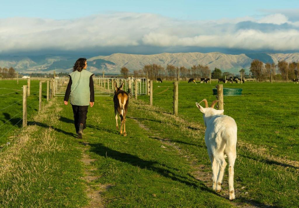 una mujer caminando por un camino con un caballo y ovejas en Penhaven Farm Stay, en Palmerston North