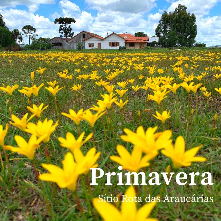  Sítio Rota das Araucárias