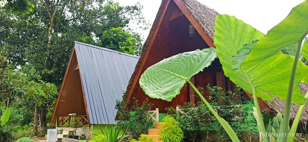 a house with a large leafy plant in front of it at Green Forest Tangkahan in Tangkahan
