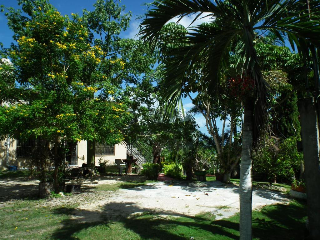 een tuin met palmbomen en een huis bij posada yaxche in Xul-Ha
