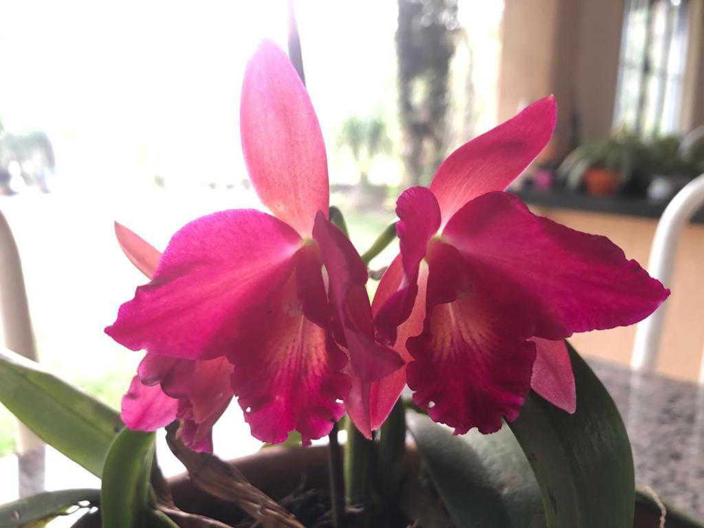  Sítio Flora Rei