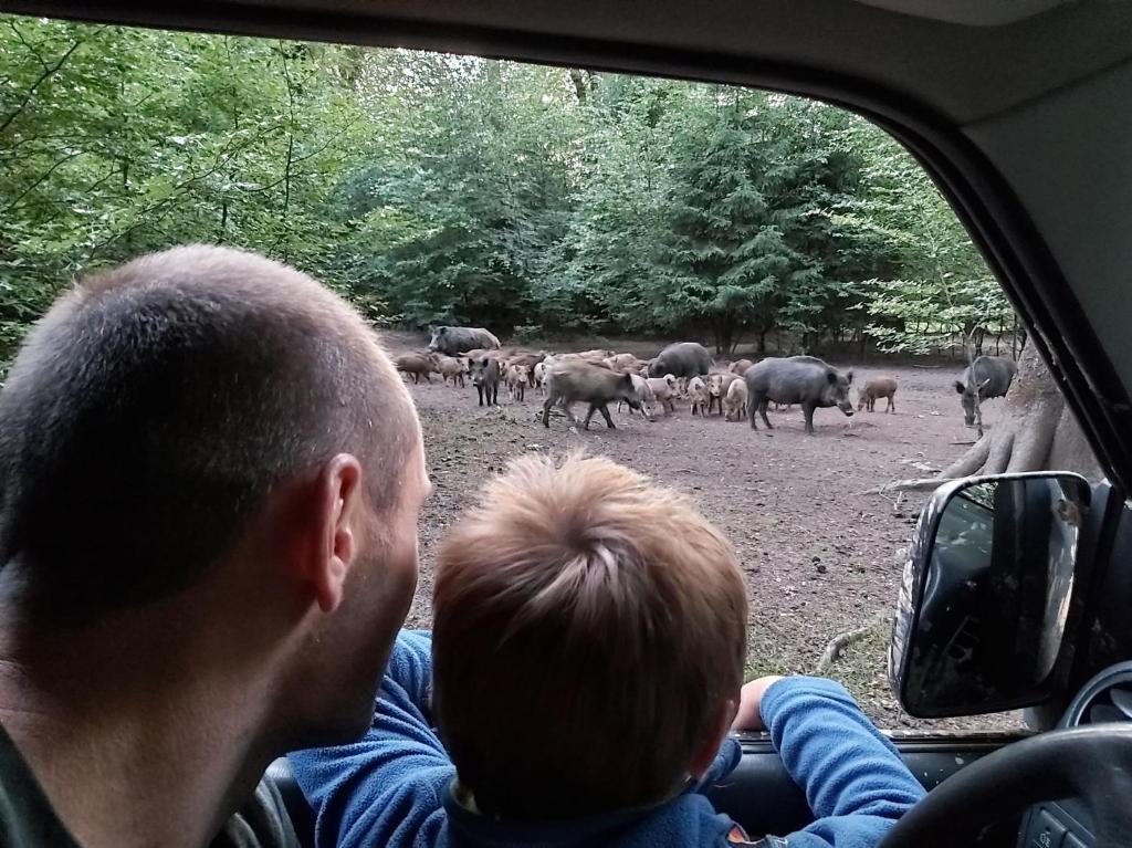 Zvířata v venkovského domu nebo okolí