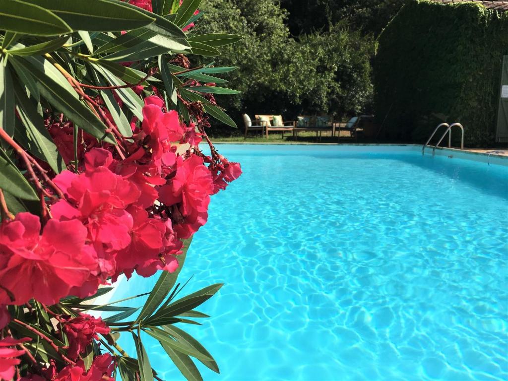 ラ・ガルド・フレネにあるVilla Fontane Cottageの赤い花が咲く青いスイミングプール