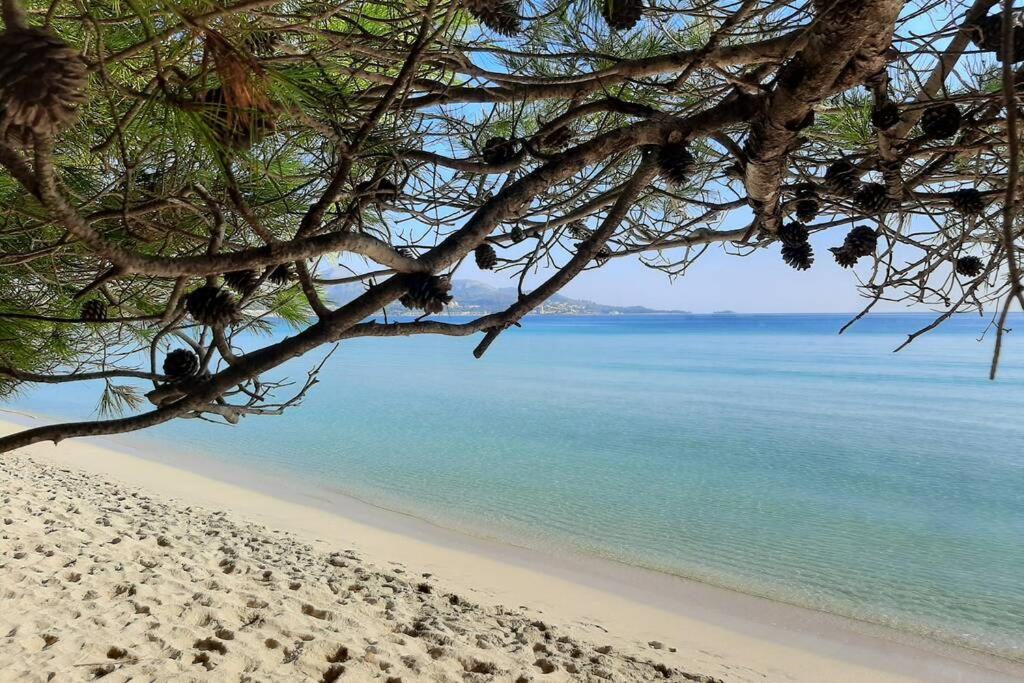 uma vista para uma praia com uma árvore pendurada sobre ela em Apartament Francesca Beach with Pool em Alcudia
