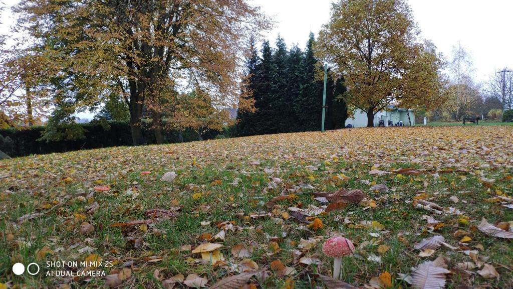 a pile of leaves on the grass in a park at Pension U Václava in Janov