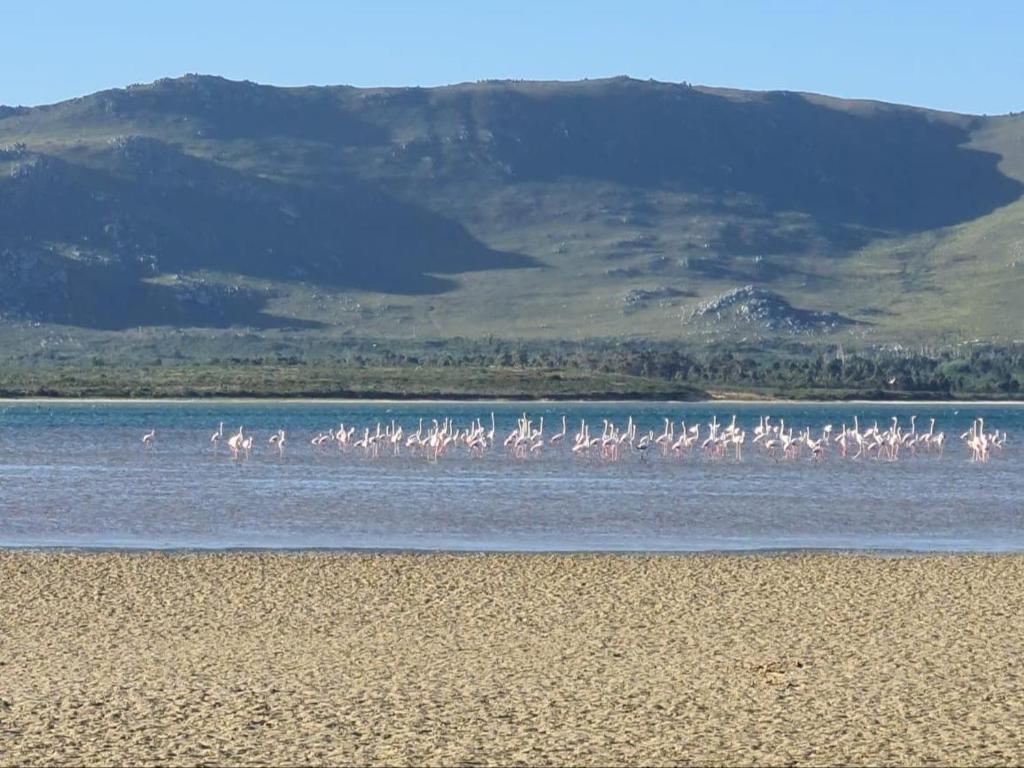 a flock of flamingos standing in the water at Little Haven 10 & 12 in Hermanus