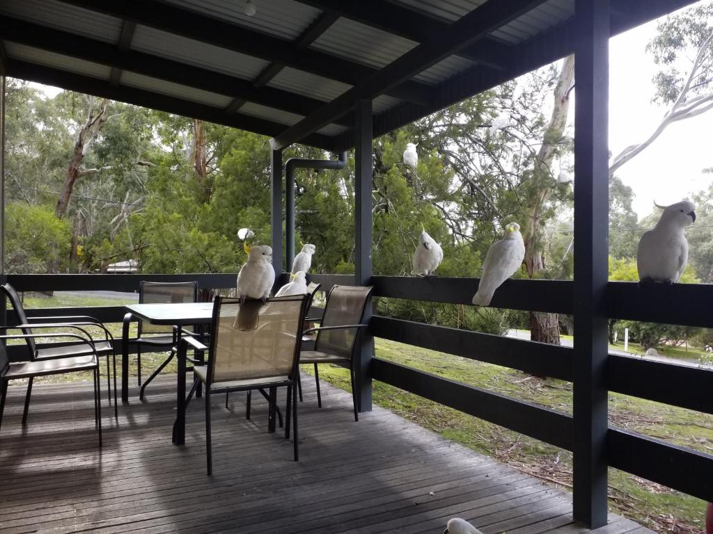 a group of birds sitting on the railing of a porch at Cockatoo Cabin in Halls Gap