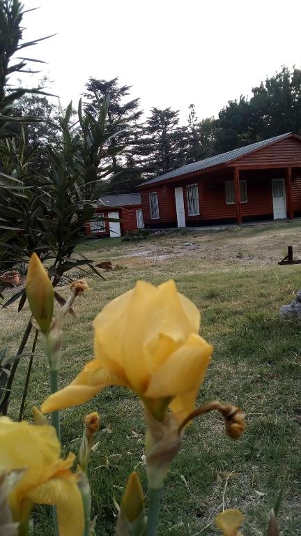 Cabañas los Plátanos