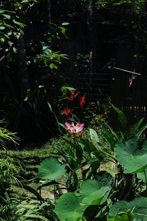  Monkey forest chalé and camping