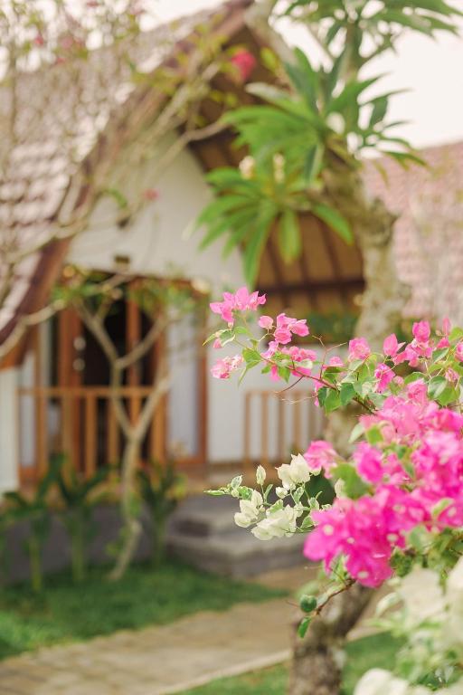 a bunch of pink flowers in front of a house at kaje cottage & restaurant in Nusa Penida