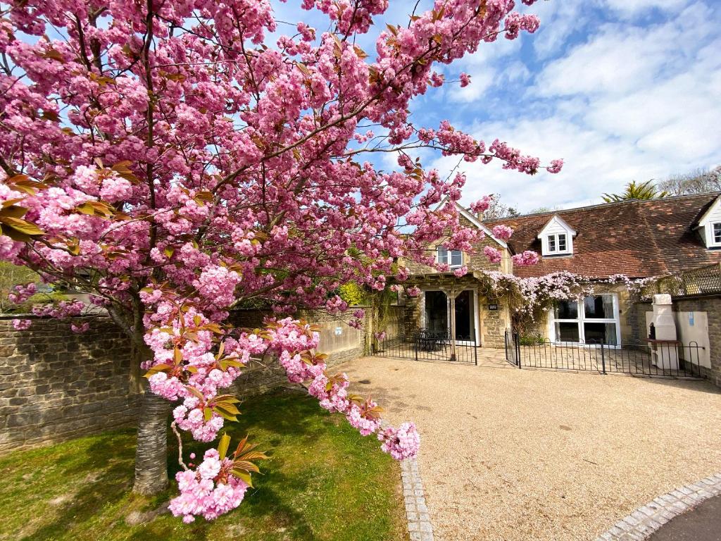 a tree with pink flowers in front of a house at Rectory Coach House in Buckhorn Weston
